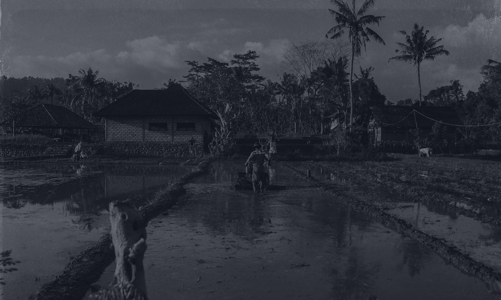Agricultural Setting